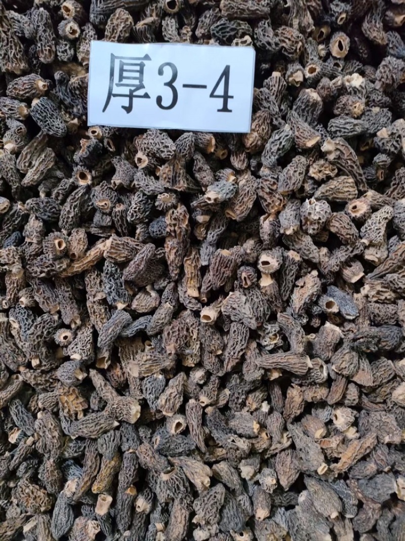 【野生羊肚菌】规格齐全大货批发味道香浓