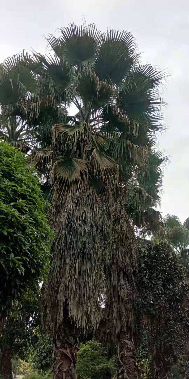 棕榈树，带土球优质移栽苗发货，成活率高欢迎现场考察。