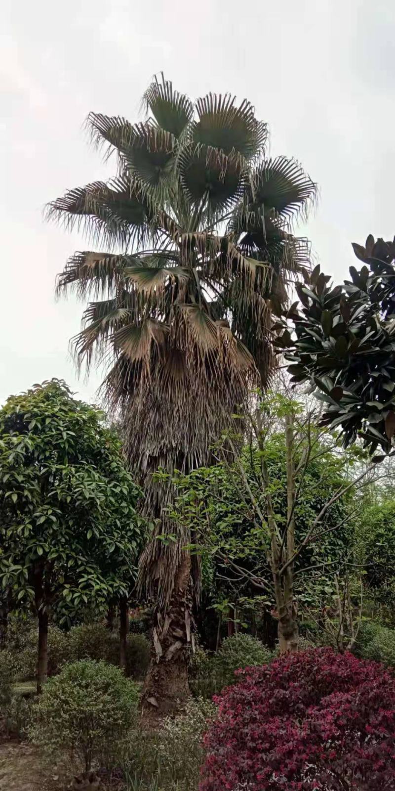 棕榈树，带土球优质移栽苗发货，成活率高欢迎现场考察。