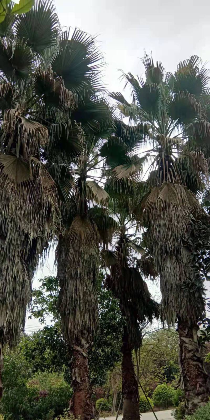 棕榈树，带土球优质移栽苗发货，成活率高欢迎现场考察。