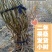 当年挂果2年小树无籽大十台湾长果白长果桑四季果桑