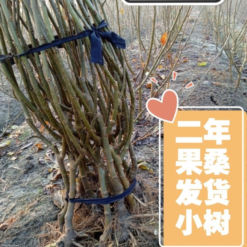 当年挂果2年小树无籽大十台湾长果白长果桑四季果桑