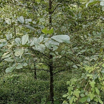 杞木青木树，带土球优质移栽苗发货，成活率高欢迎考察。