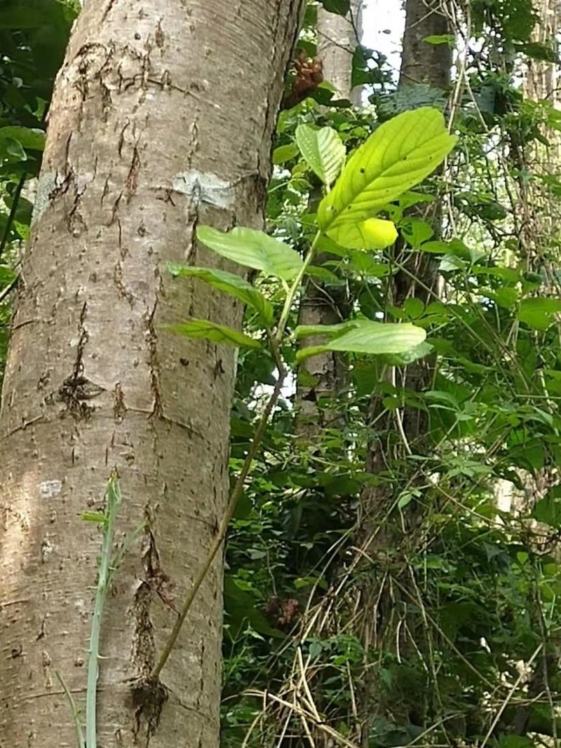 杞木青木树，带土球优质移栽苗发货，成活率高欢迎考察。