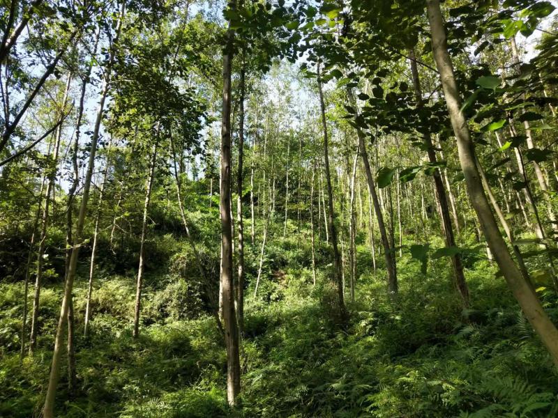杞木青木树，带土球优质移栽苗发货，成活率高欢迎考察。