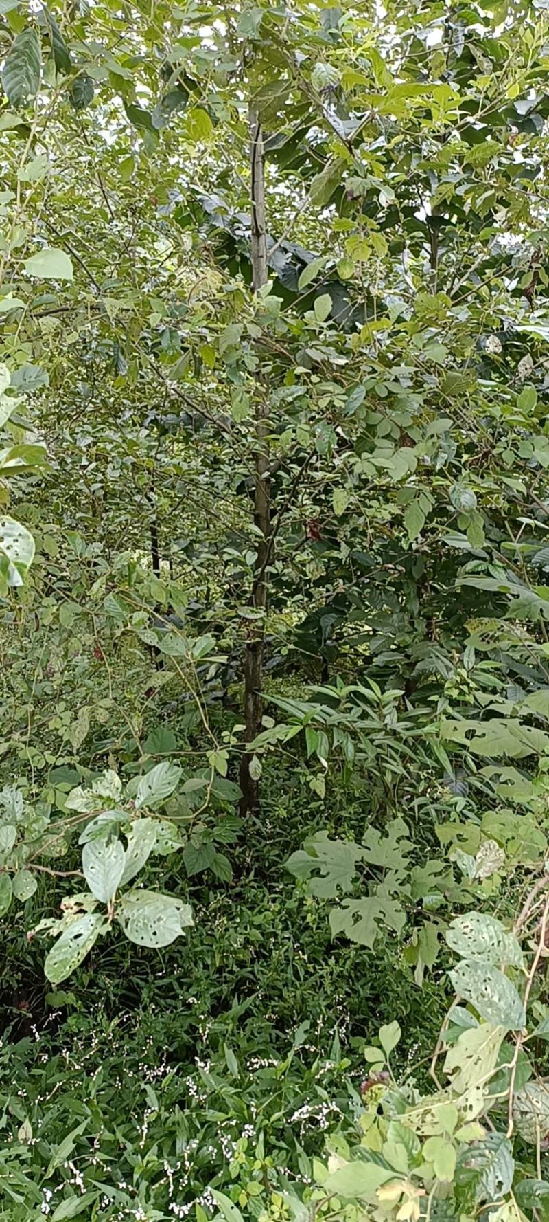 杞木青木树，带土球优质移栽苗发货，成活率高欢迎考察。