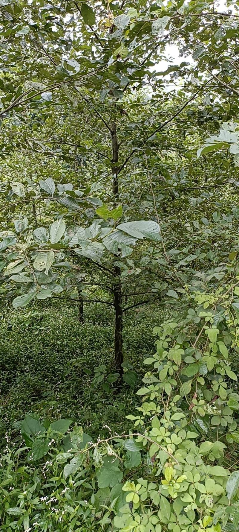 杞木青木树，带土球优质移栽苗发货，成活率高欢迎考察。
