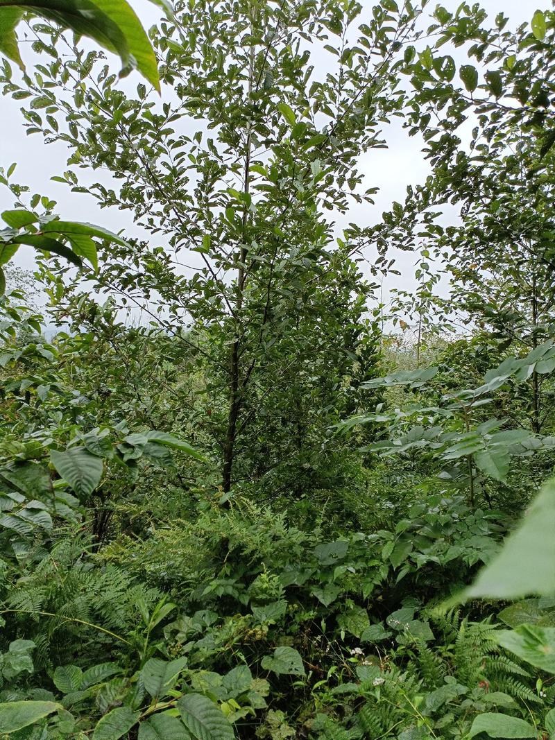 杞木青木树，带土球优质移栽苗发货，成活率高欢迎考察。