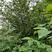 杞木青木树，带土球优质移栽苗发货，成活率高欢迎考察。