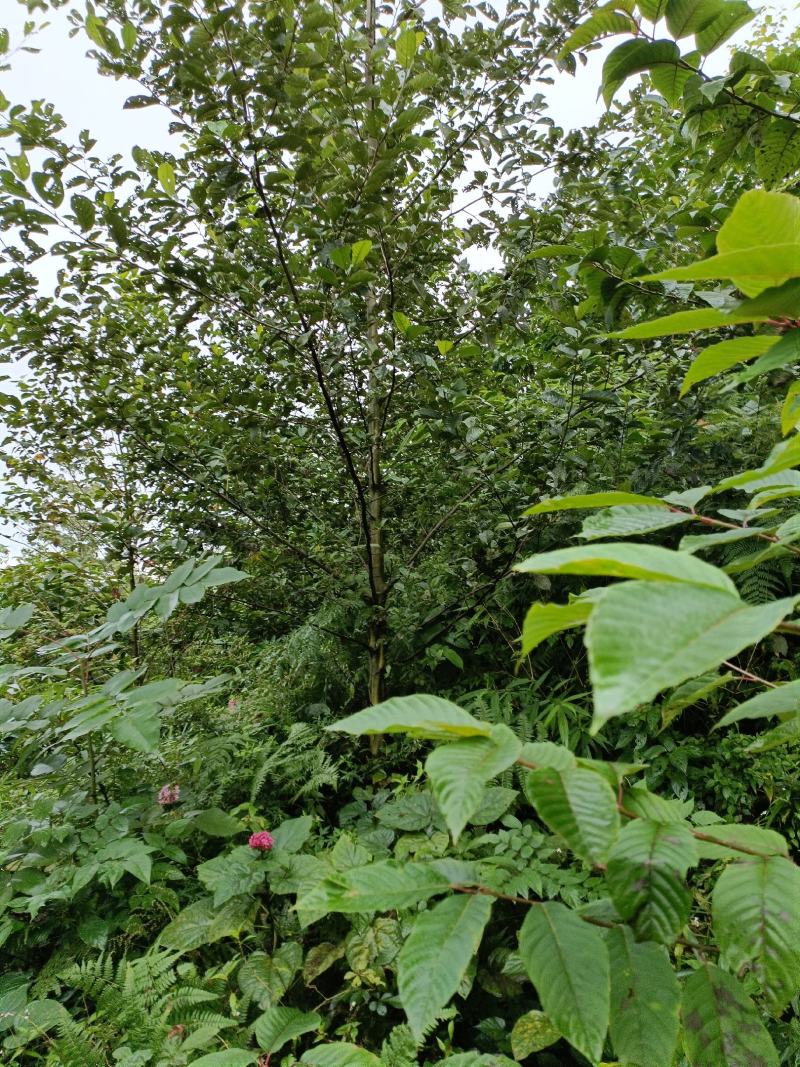 杞木青木树，带土球优质移栽苗发货，成活率高欢迎考察。