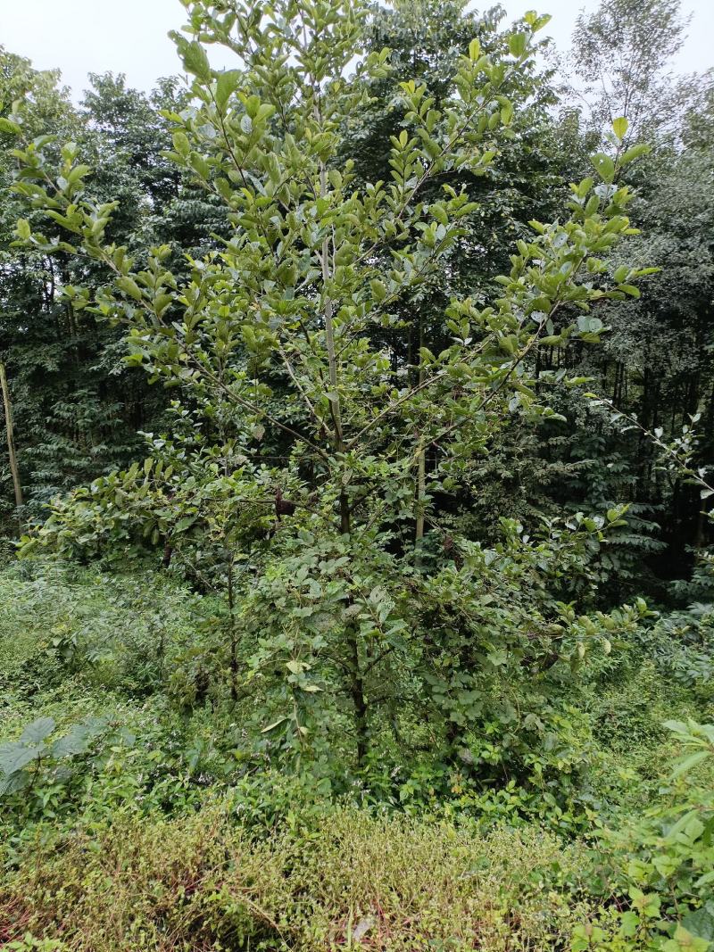 杞木青木树，带土球优质移栽苗发货，成活率高欢迎考察。