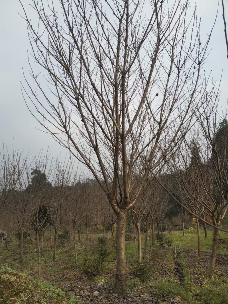 晚樱花，带土球优质移栽苗发货，成活率高欢迎现场考察。