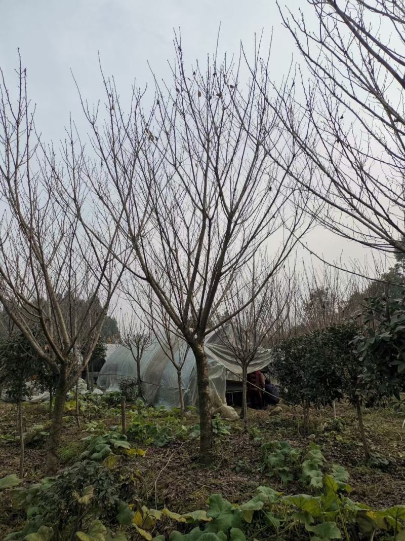 晚樱花，带土球优质移栽苗发货，成活率高欢迎现场考察。