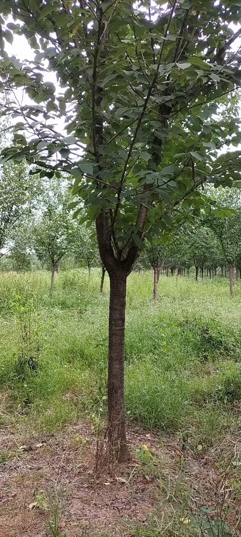 晚樱花，带土球优质移栽苗发货，成活率高欢迎现场考察。