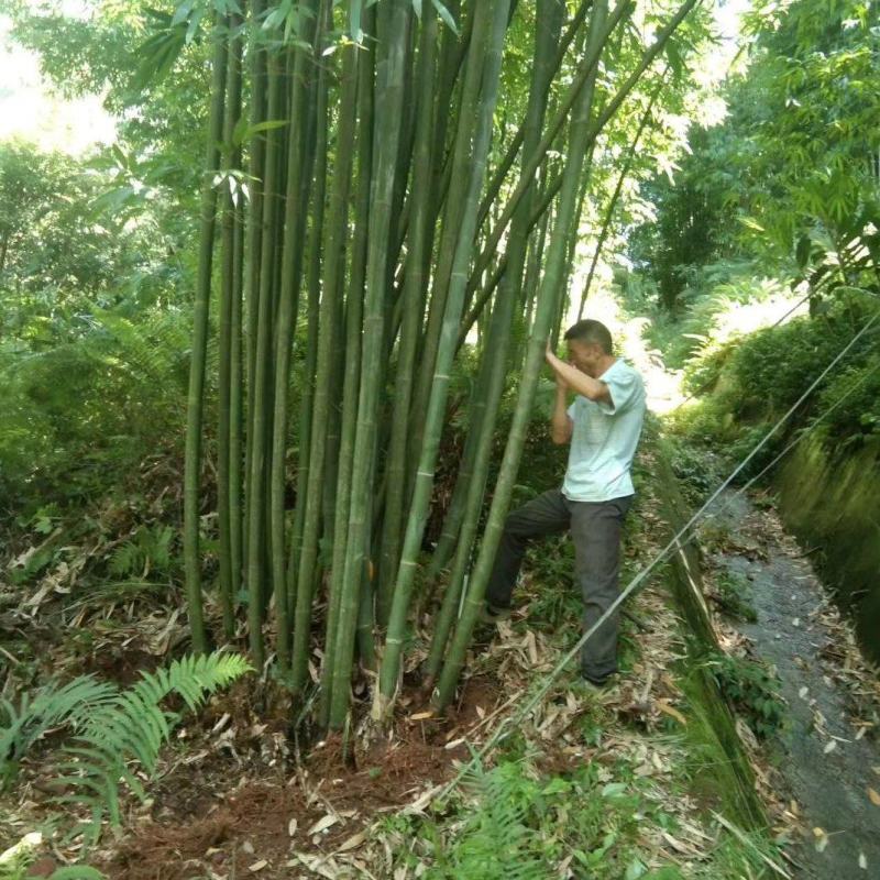 棉竹苗，带土球优质移栽苗发货，成活率高欢迎现场考察。