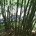 棉竹苗，带土球优质移栽苗发货，成活率高欢迎现场考察。