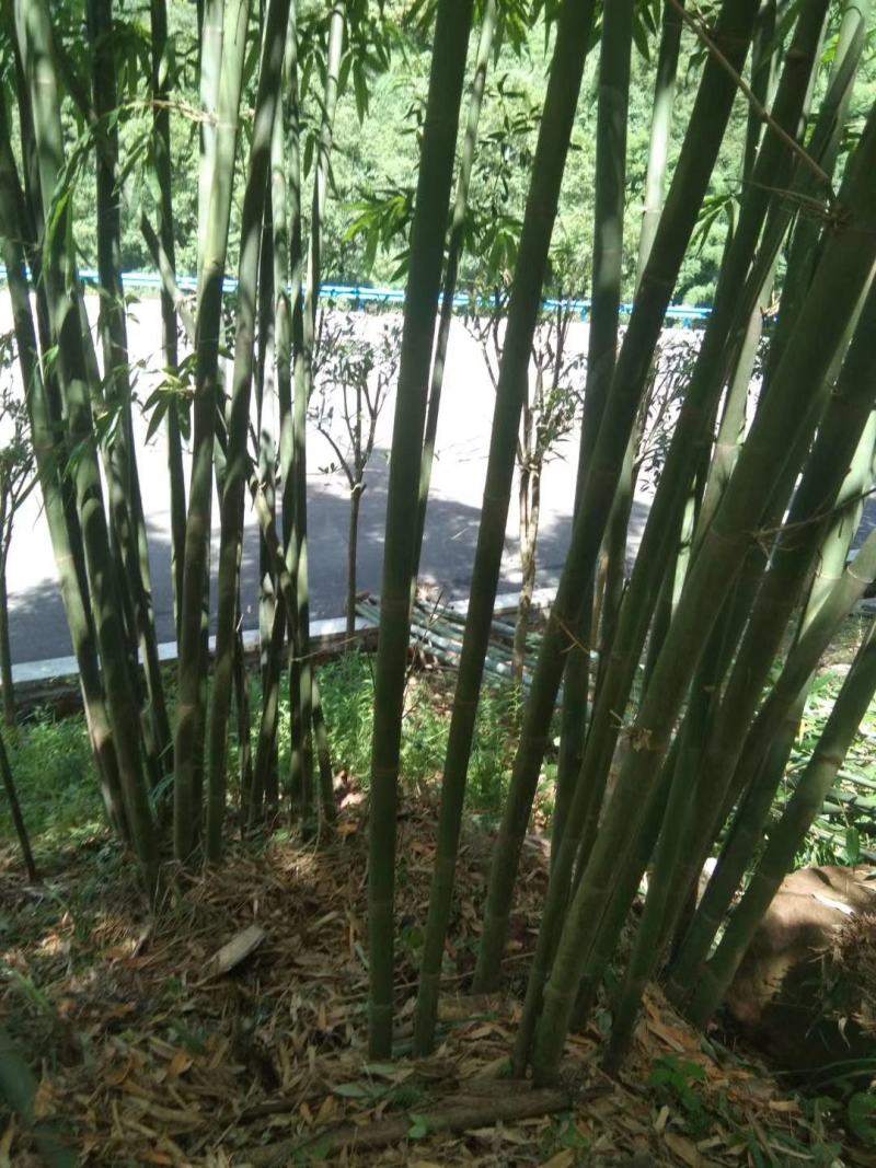 棉竹苗，带土球优质移栽苗发货，成活率高欢迎现场考察。
