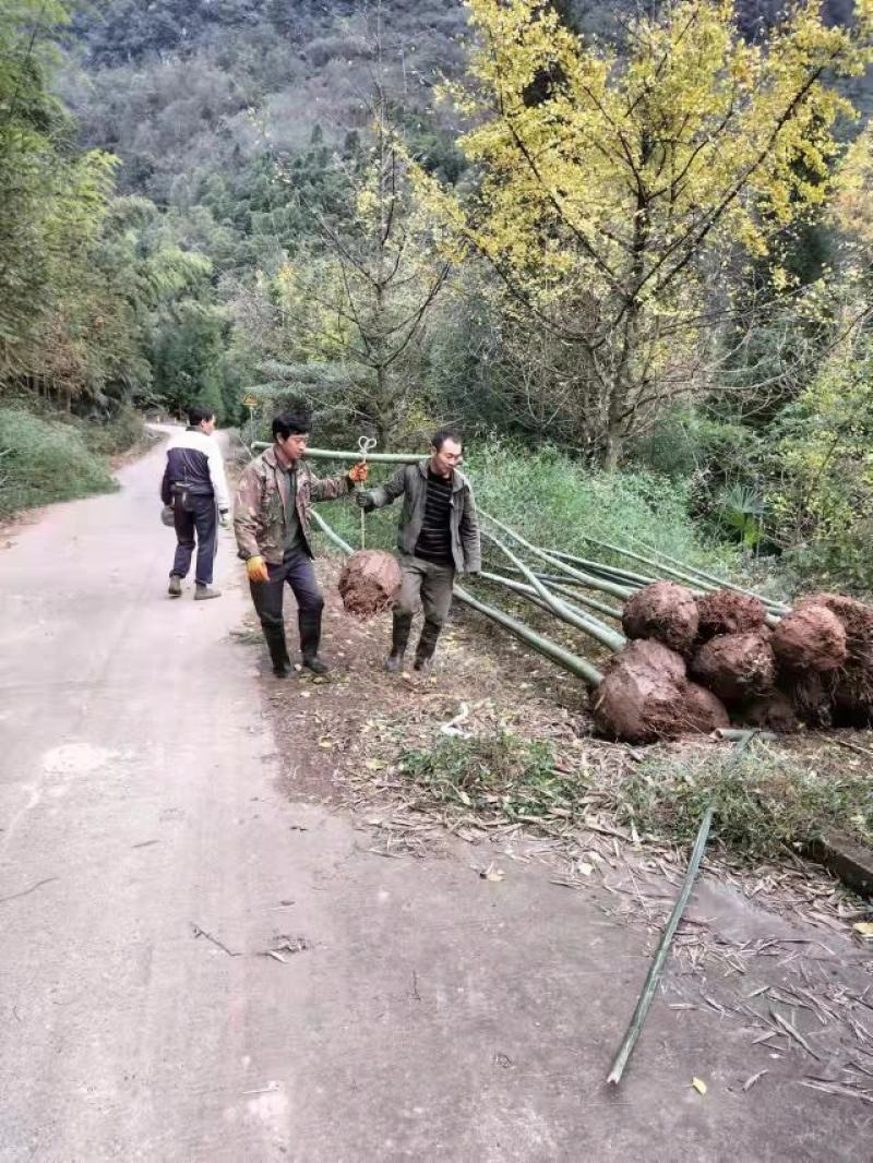 棉竹苗，带土球优质移栽苗发货，成活率高欢迎现场考察。
