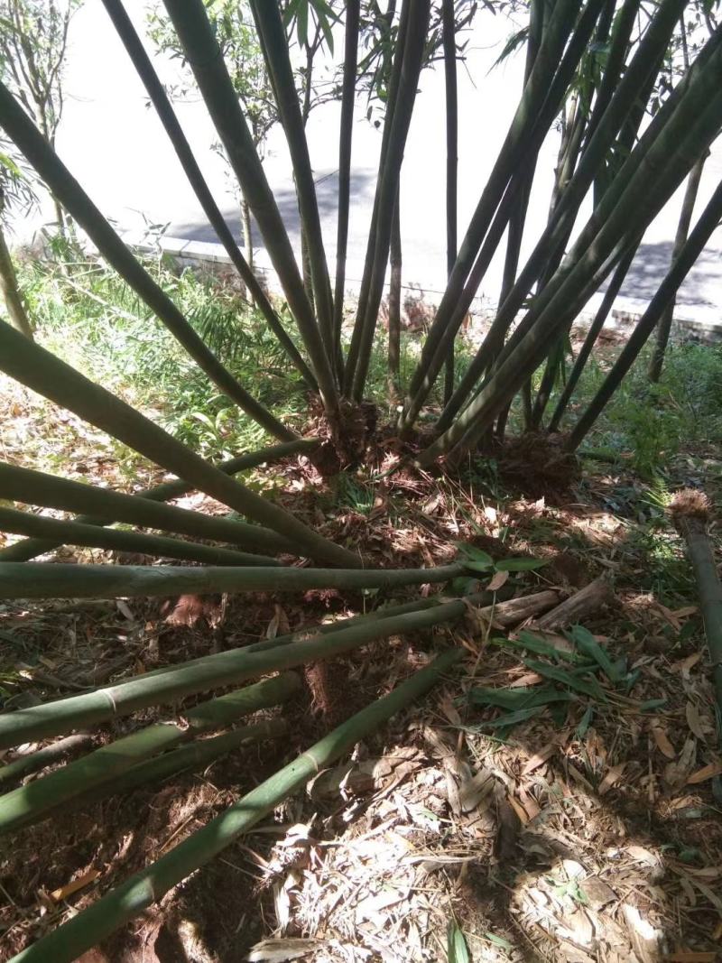 棉竹苗，带土球优质移栽苗发货，成活率高欢迎现场考察。