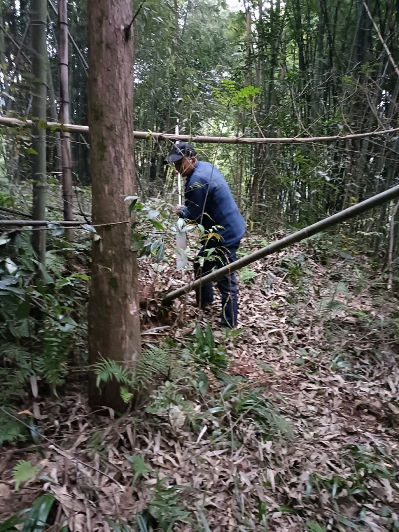 棉竹苗，带土球优质移栽苗发货，成活率高欢迎现场考察。