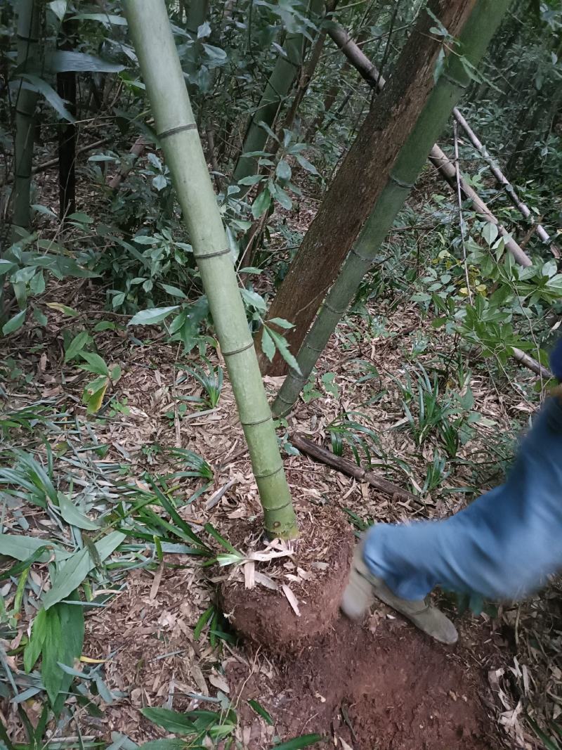 棉竹苗，带土球优质移栽苗发货，成活率高欢迎现场考察。