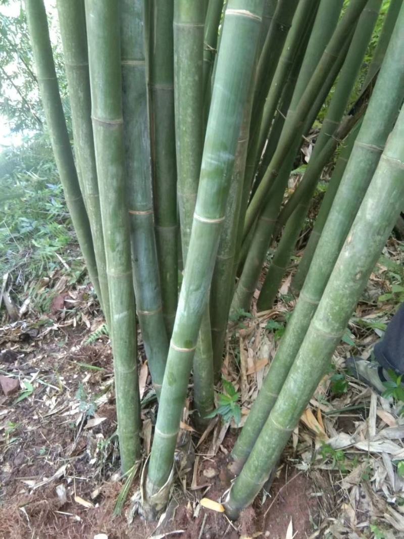 棉竹苗，带土球优质移栽苗发货，成活率高欢迎现场考察。