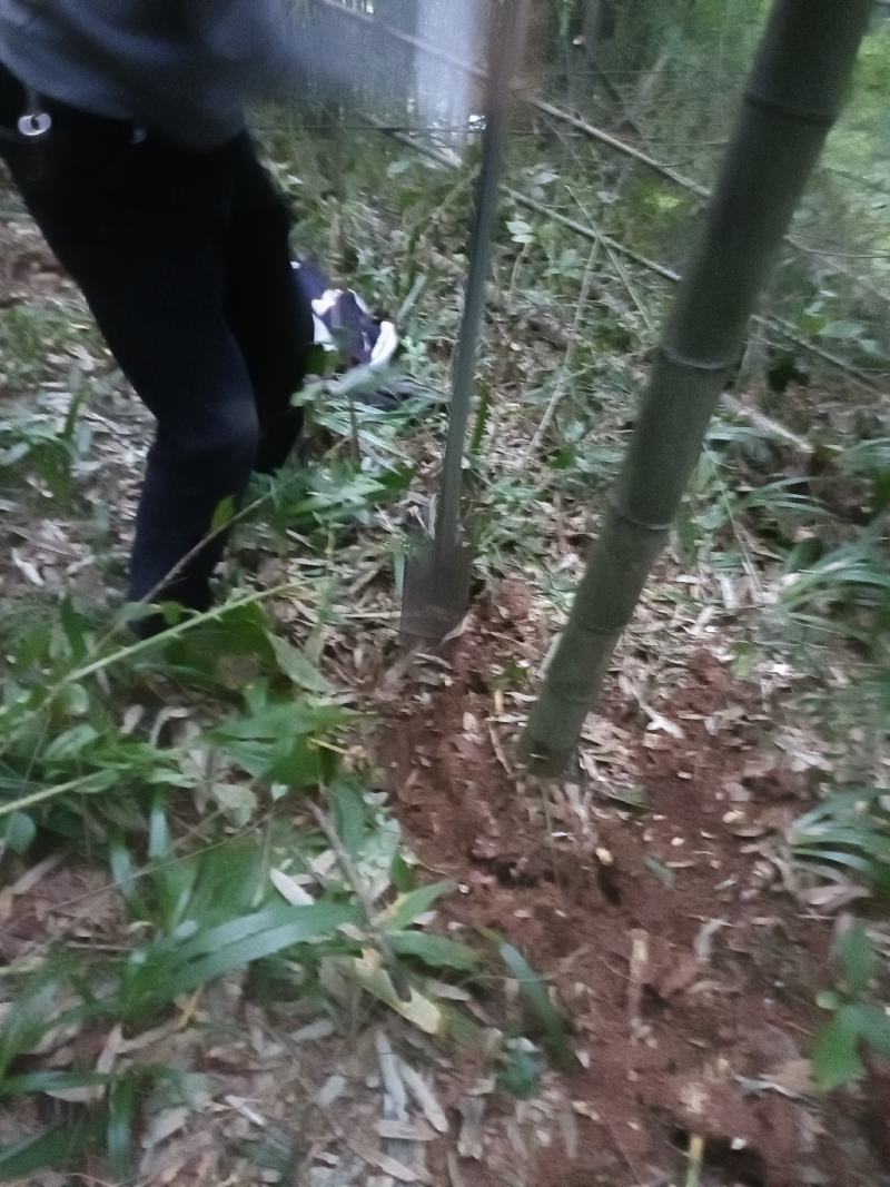 棉竹苗，带土球优质移栽苗发货，成活率高欢迎现场考察。