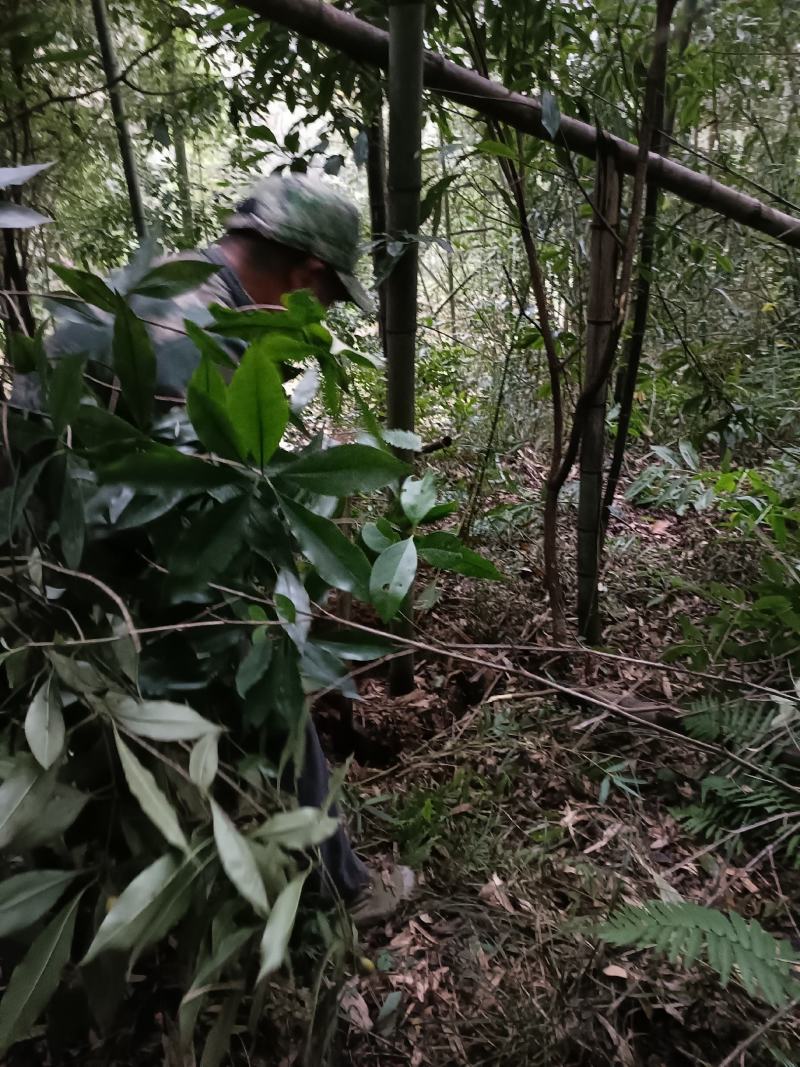 棉竹苗，带土球优质移栽苗发货，成活率高欢迎现场考察。