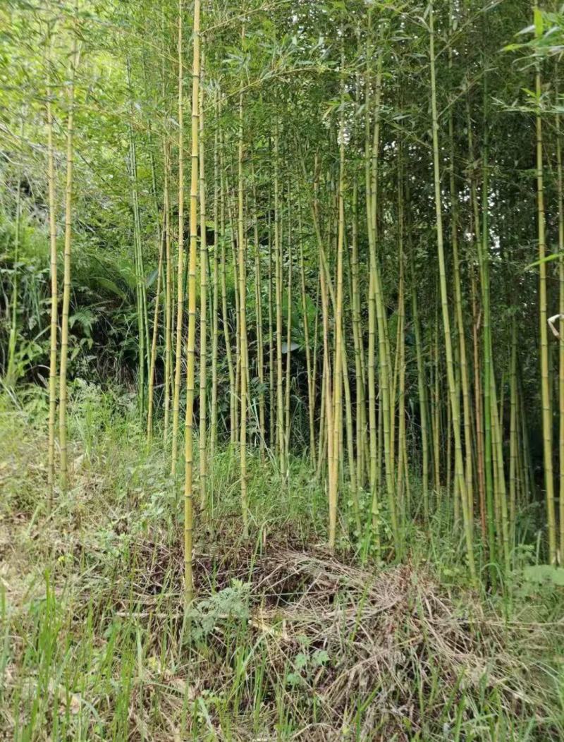 金竹苗，带土球优质移栽苗发货，成活率高欢迎现场考察。