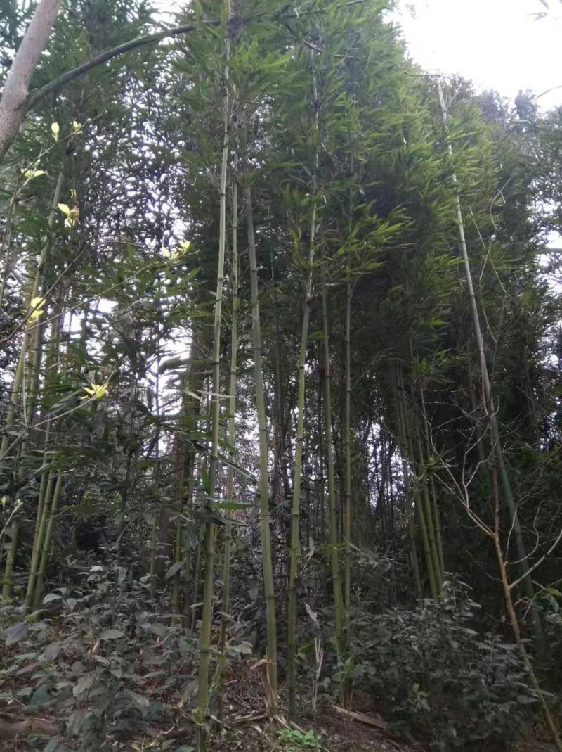 金竹苗，带土球优质移栽苗发货，成活率高欢迎现场考察。