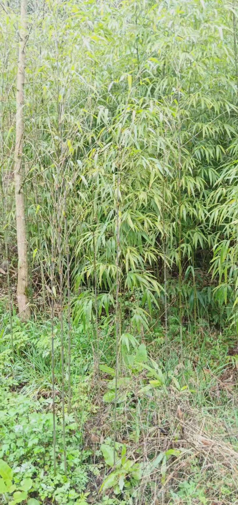 金竹苗，带土球优质移栽苗发货，成活率高欢迎现场考察。