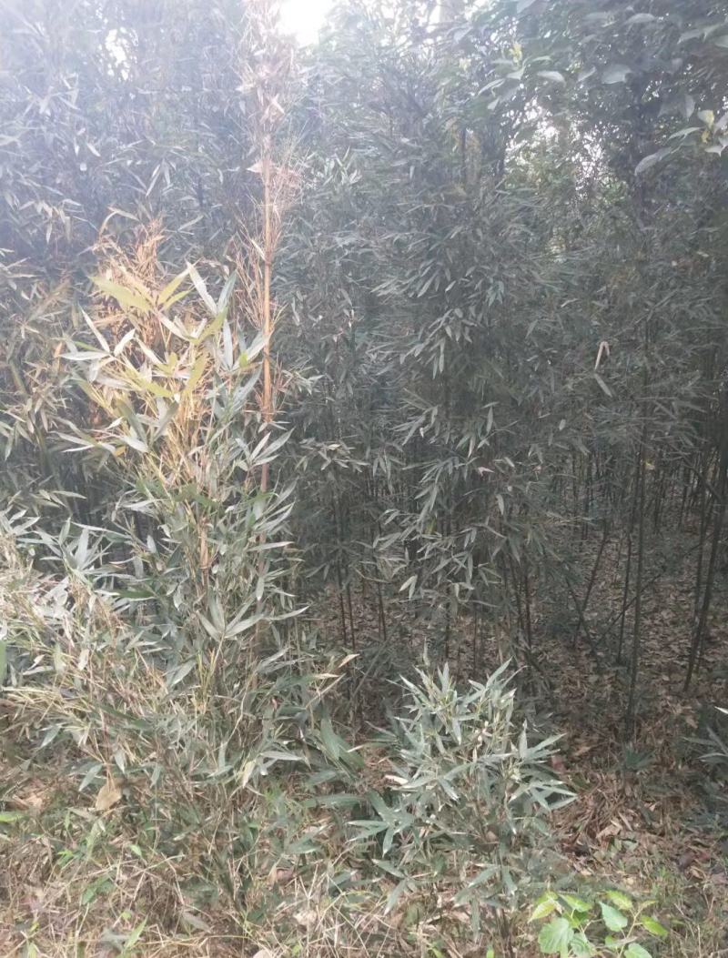 金竹苗，带土球优质移栽苗发货，成活率高欢迎现场考察。