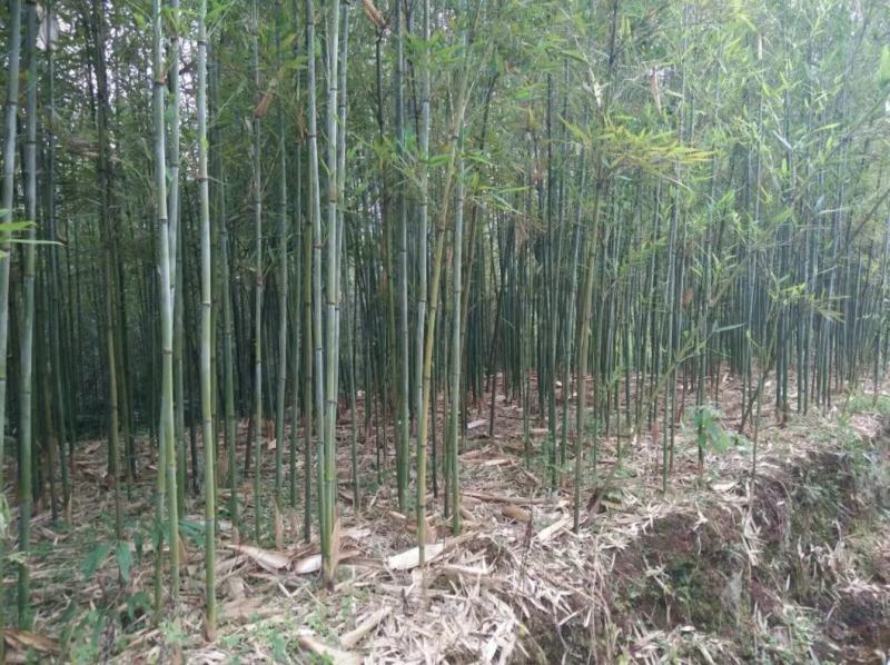 金竹苗，带土球优质移栽苗发货，成活率高欢迎现场考察。