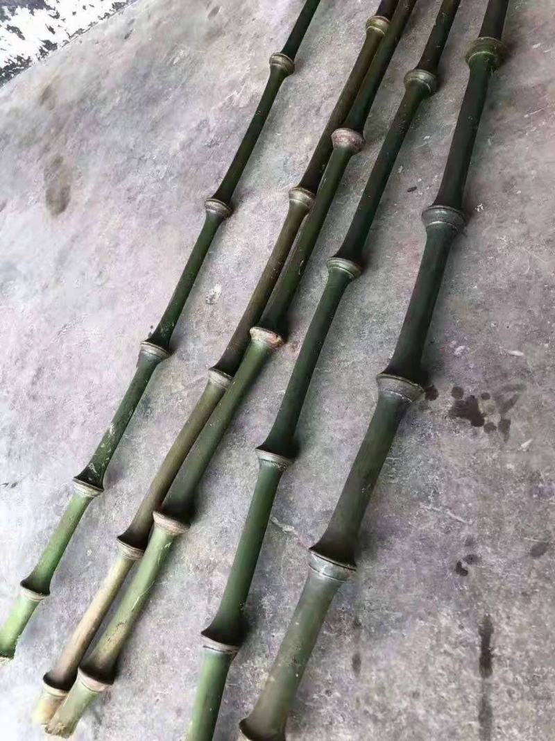 金竹苗，带土球优质移栽苗发货，成活率高欢迎现场考察。