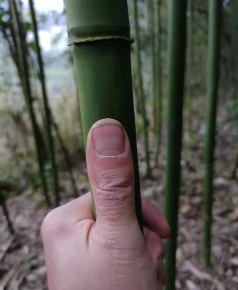 金竹苗，带土球优质移栽苗发货，成活率高欢迎现场考察。