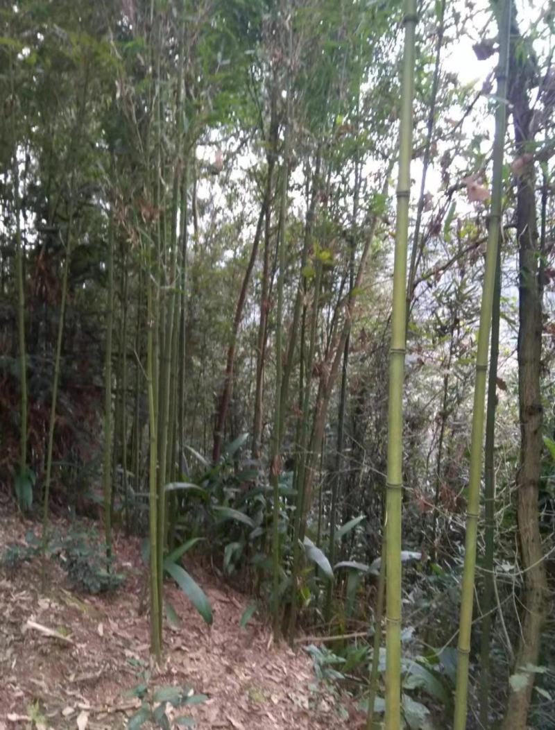 金竹苗，带土球优质移栽苗发货，成活率高欢迎现场考察。