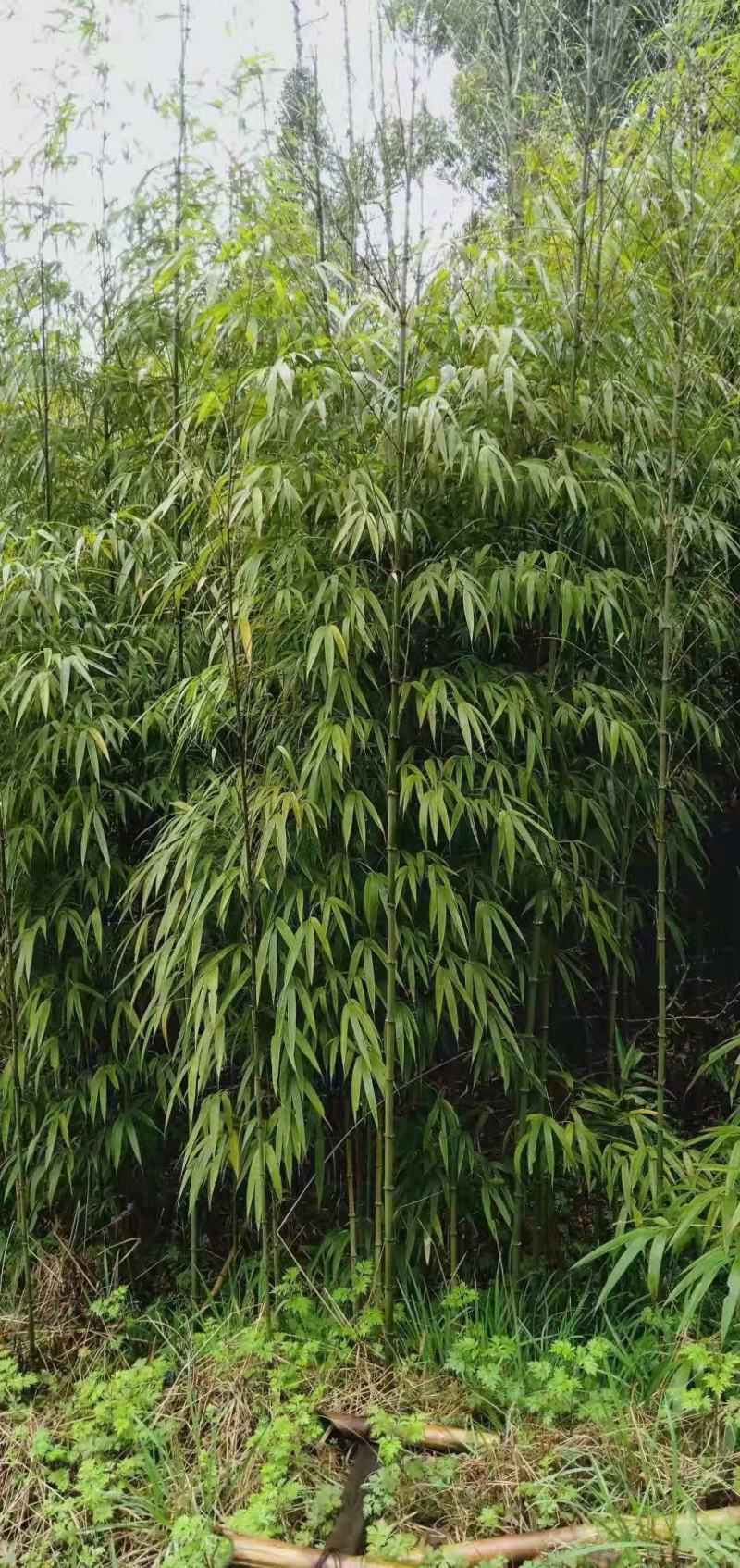 金竹苗，带土球优质移栽苗发货，成活率高欢迎现场考察。