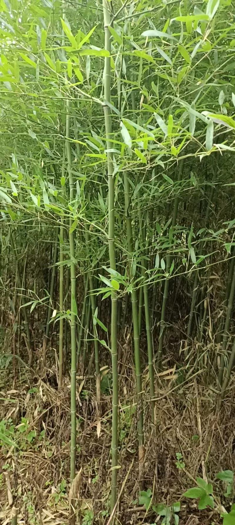 斑竹苗，带土球优质移栽苗发货，成活率高欢迎现场考察。