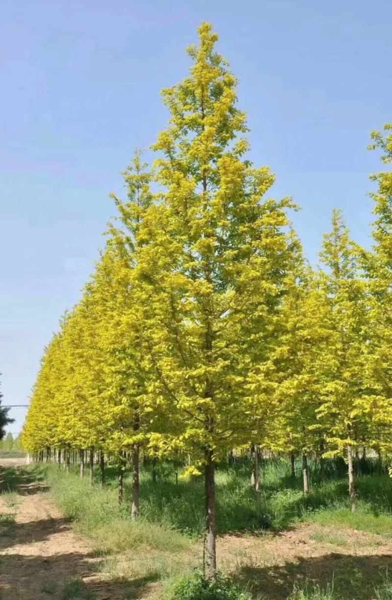 水杉《金叶水杉》，带土球优质移栽苗发货，成活率高，