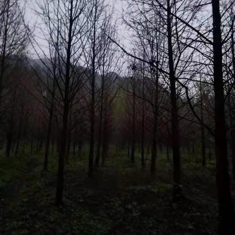 水杉《金叶水杉》，带土球优质移栽苗发货，成活率高，