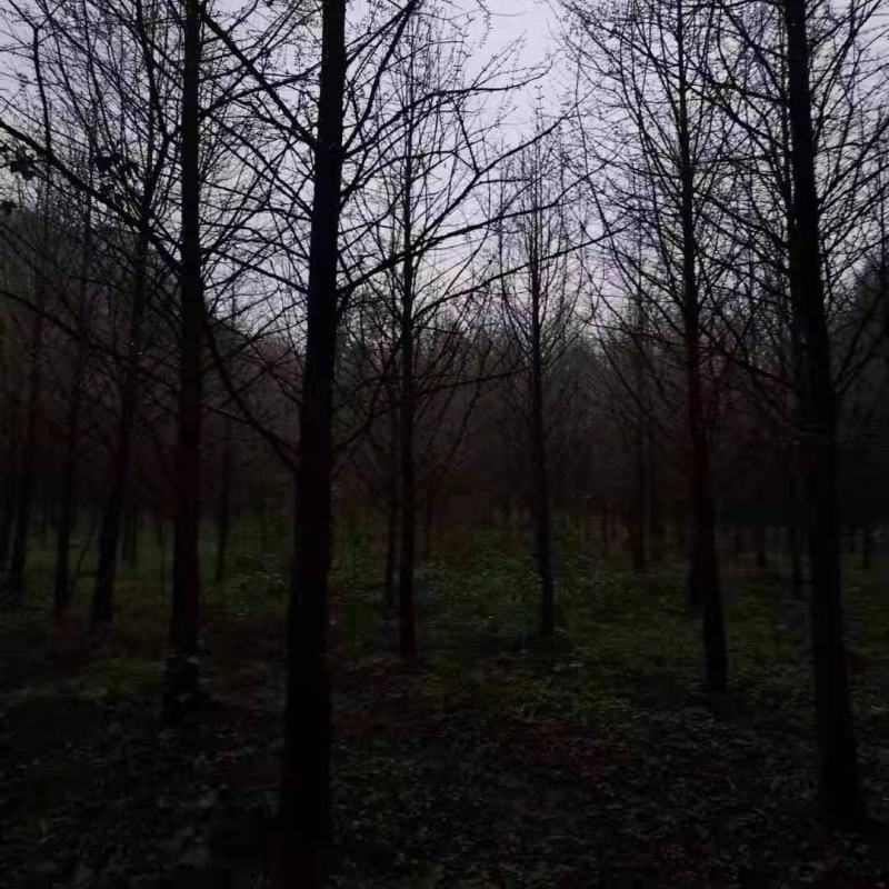 水杉《金叶水杉》，带土球优质移栽苗发货，成活率高，