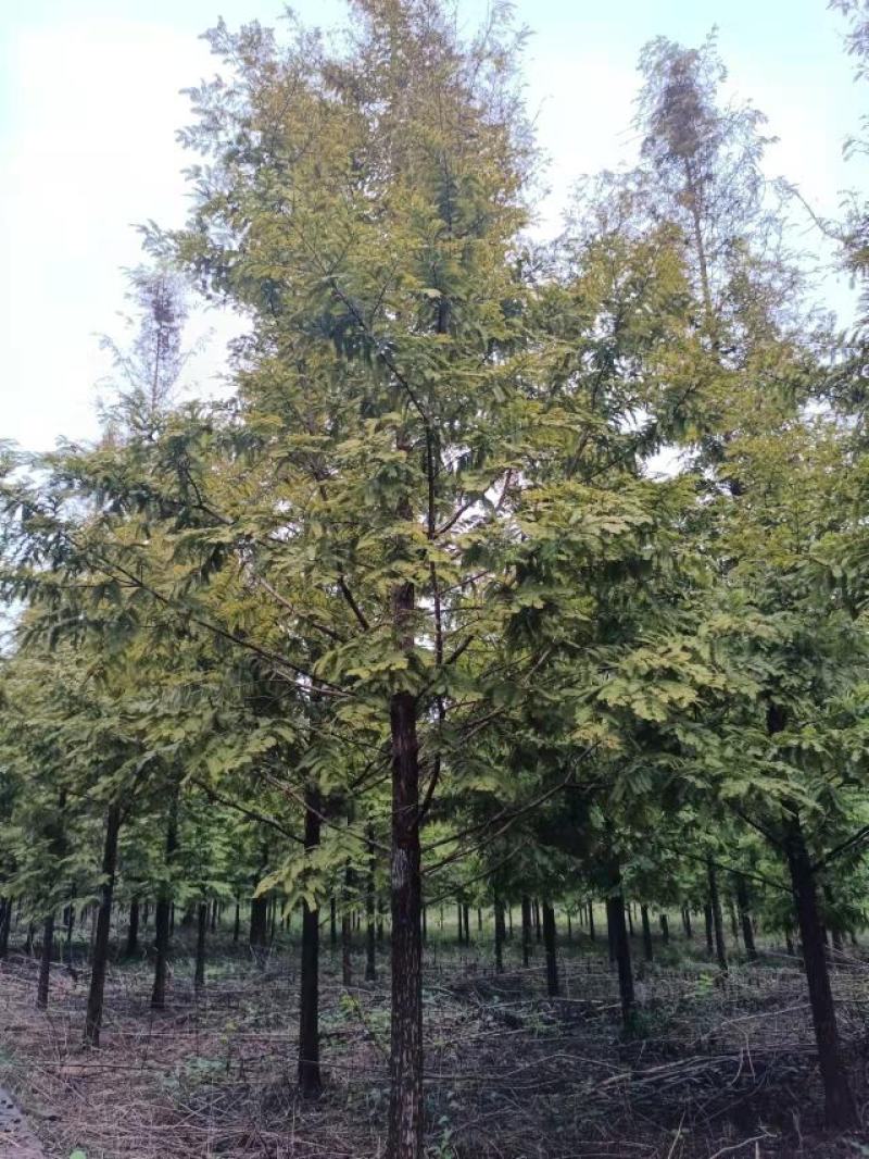 水杉《金叶水杉》，带土球优质移栽苗发货，成活率高，