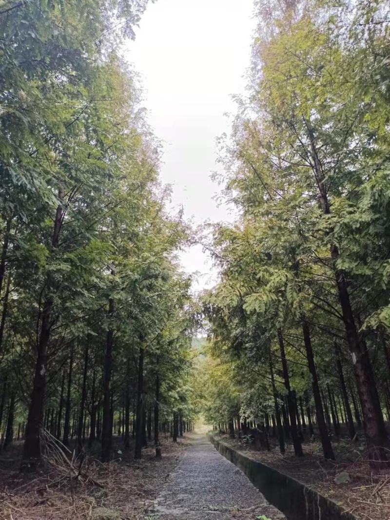 水杉《金叶水杉》，带土球优质移栽苗发货，成活率高，