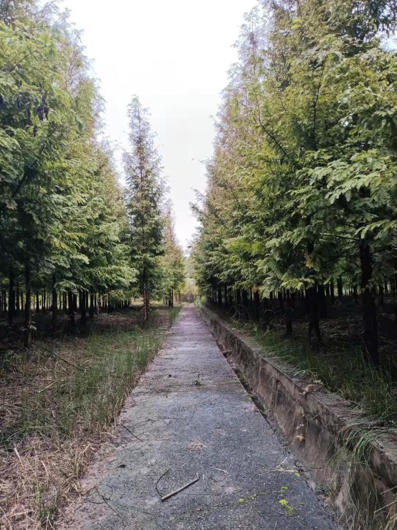 水杉《金叶水杉》，带土球优质移栽苗发货，成活率高，