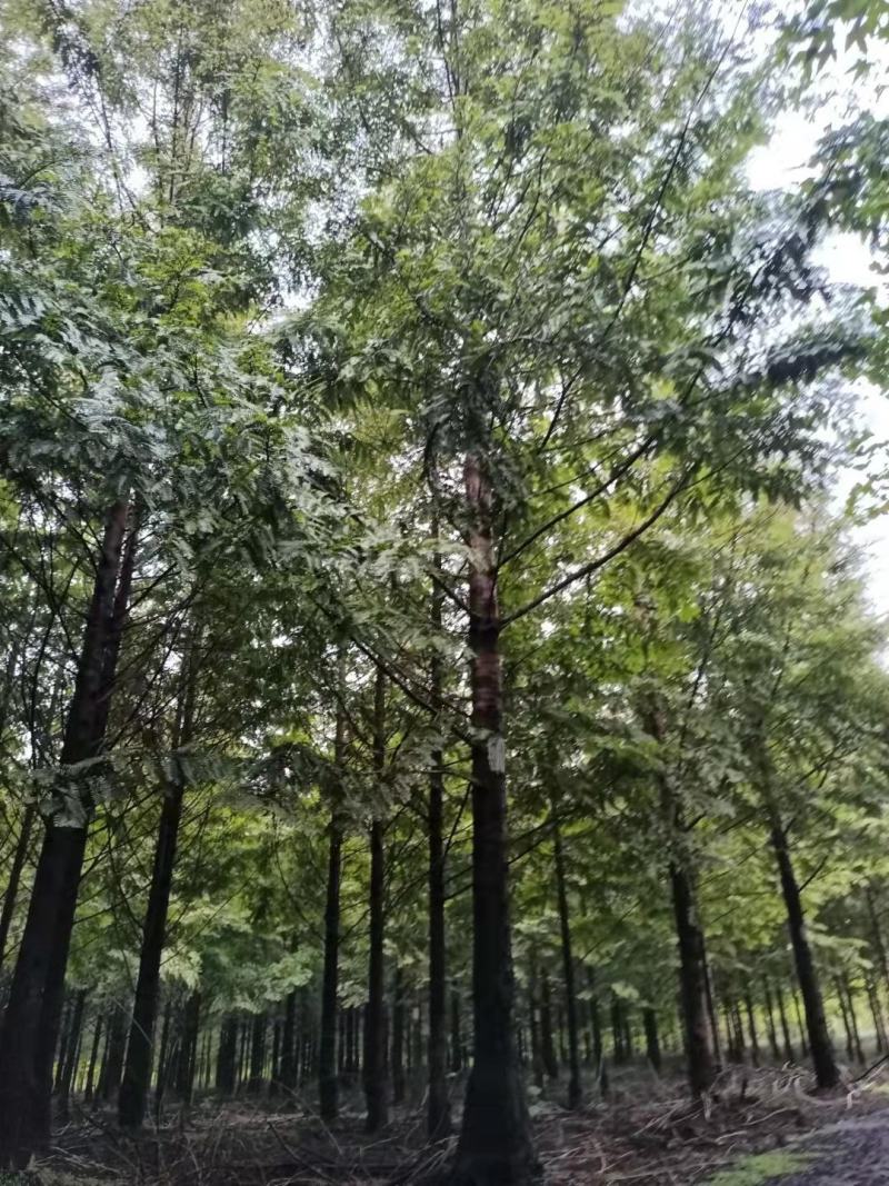 水杉《金叶水杉》，带土球优质移栽苗发货，成活率高，