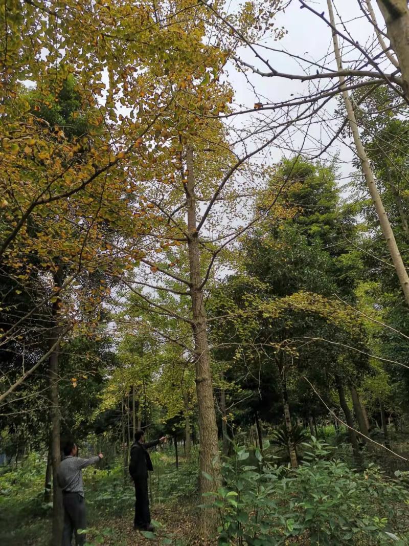 银杏苗，带土球优质移栽苗发货，成活率高欢迎现场考察。