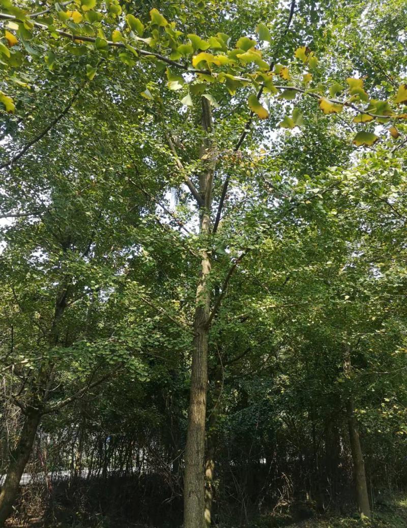 银杏苗，带土球优质移栽苗发货，成活率高欢迎现场考察。