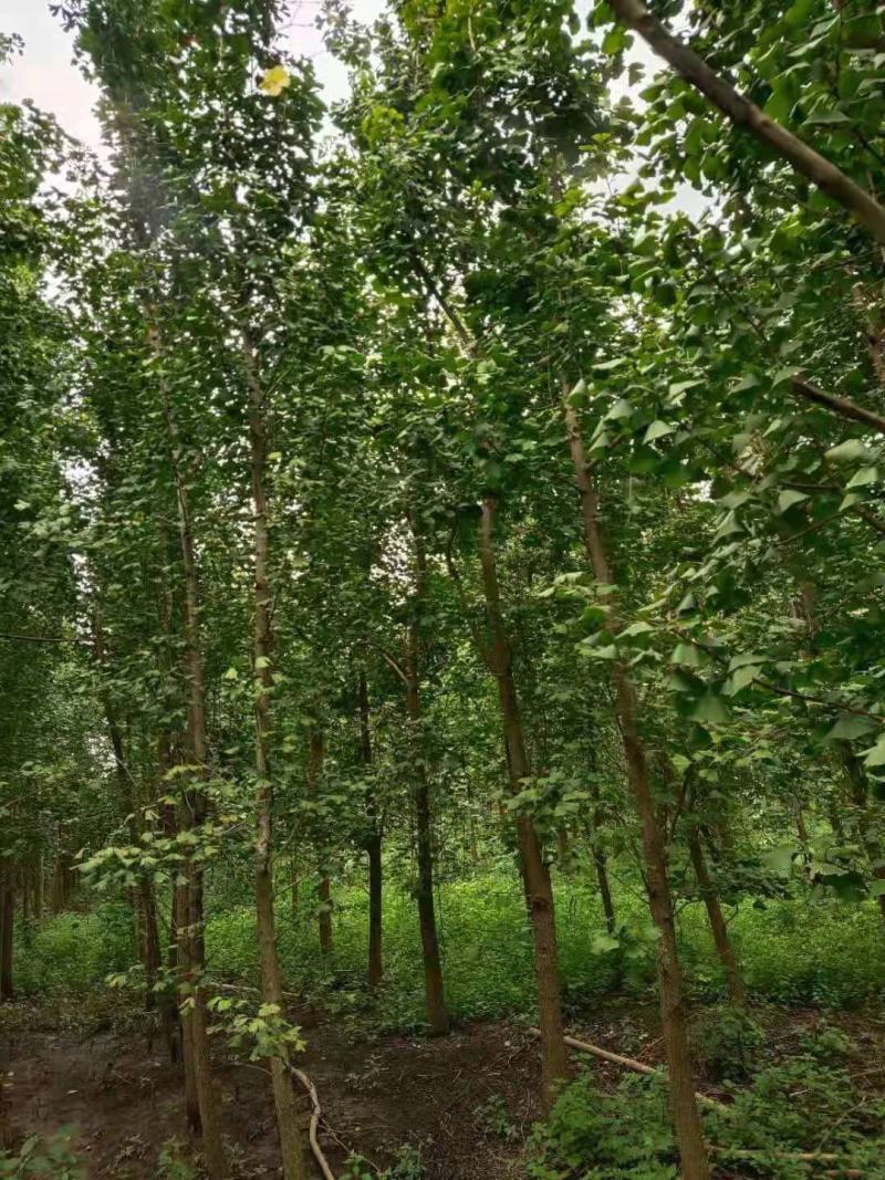 银杏苗，带土球优质移栽苗发货，成活率高欢迎现场考察。