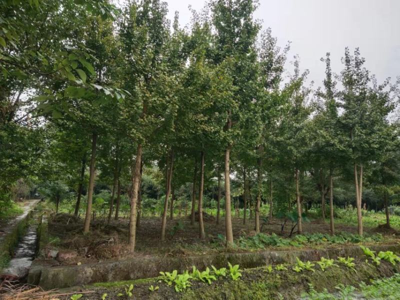 银杏苗，带土球优质移栽苗发货，成活率高欢迎现场考察。