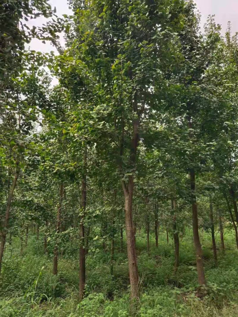 银杏苗，带土球优质移栽苗发货，成活率高欢迎现场考察。